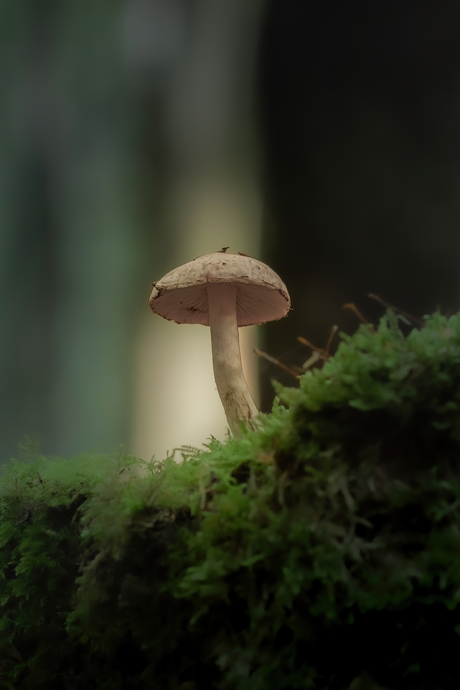 Paddenstoel in de vroeg ochtend