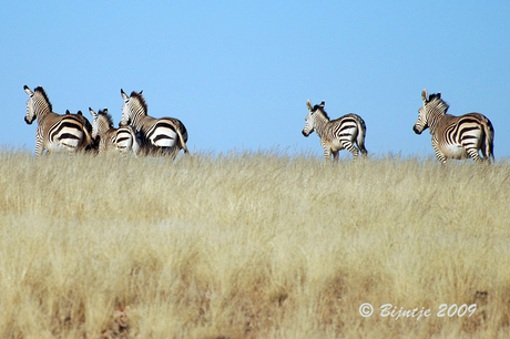 Hartmann berg zebra