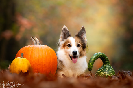 herfst, pompoen en een knappe snuit