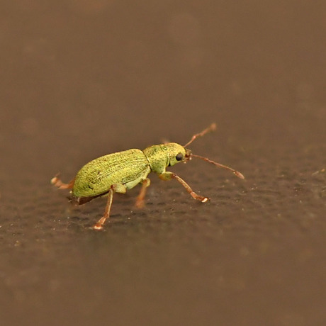 Pachyrhinus lethierryi 