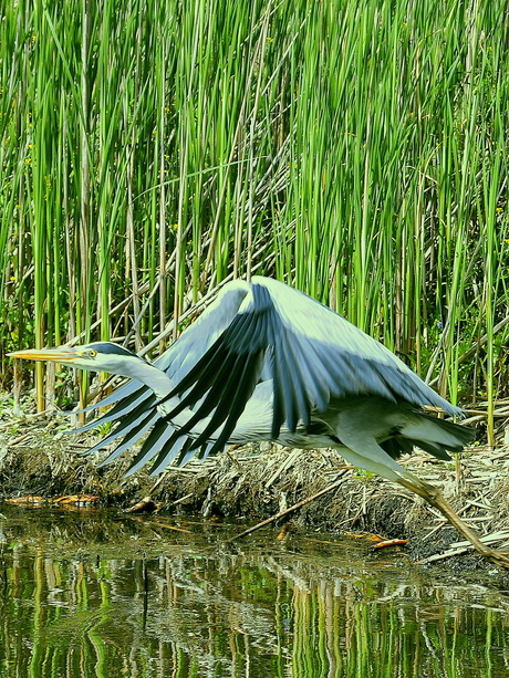 reiger