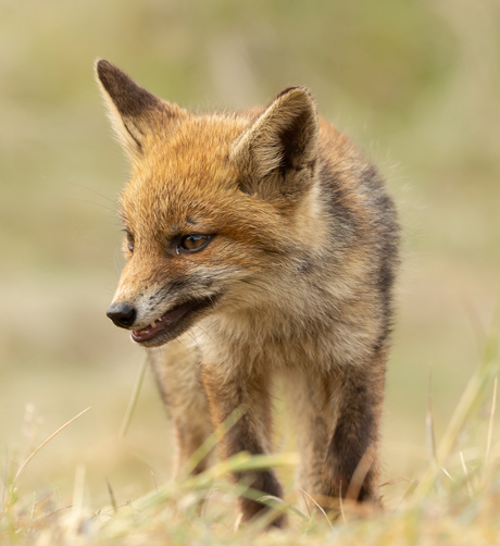 Jonge vos in de duinen.