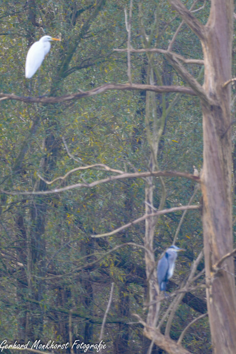 Je kan de boom in.....