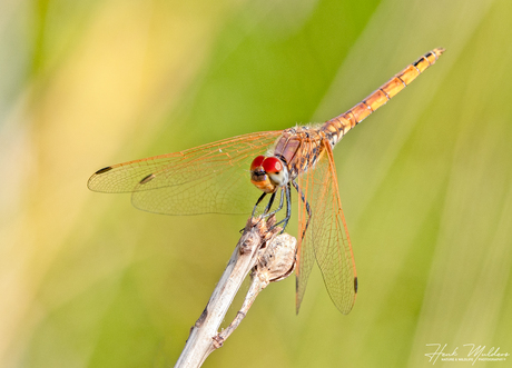 Purperlibel (Trithemis annulata) V