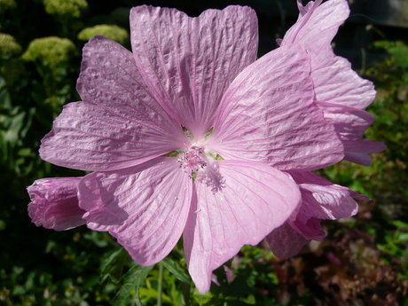 Pretty in Pink