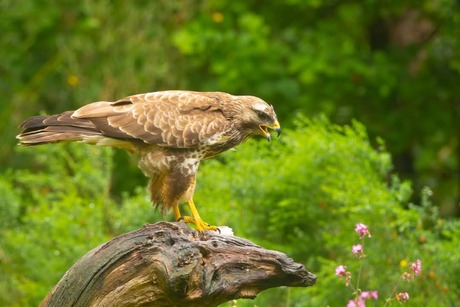 Buizerd