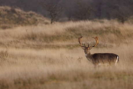 Damhert in duinen