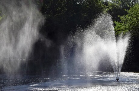 Waterwaaier, waternevel, watervijver