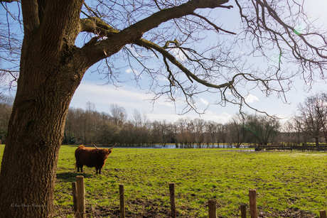 Een koe met mooie horens 