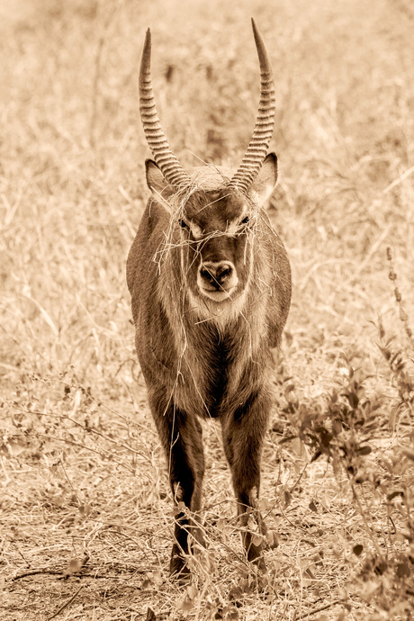 Waterbok in sepia