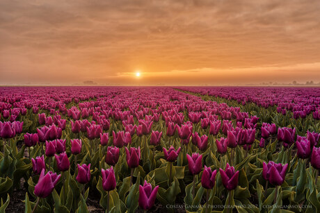 Sunrise through the misty tulips
