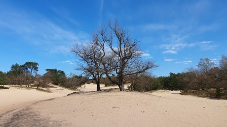 Drunense Duinen 