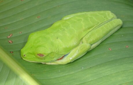 Red-eye-greenfrog...