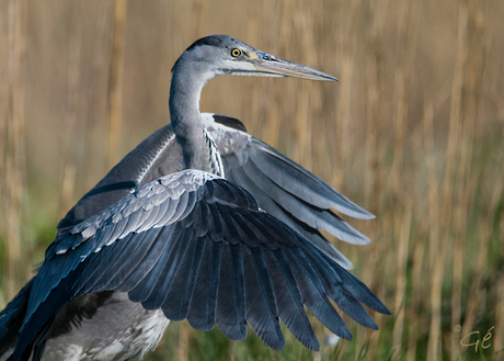 reiger