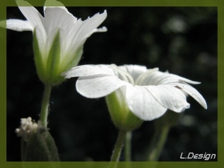 Witte bloemen