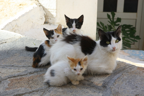 Katjes in Samos (Griekenland)