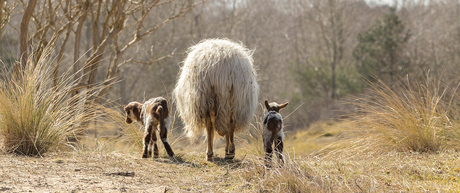 amsterdamse waterleidingduinen