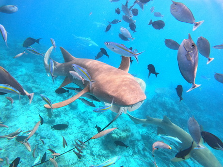 Nurseshark