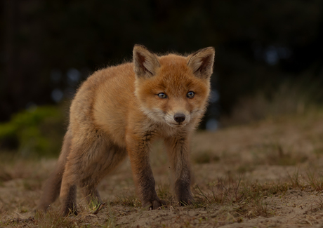 Jonge vosjes in de duinen.