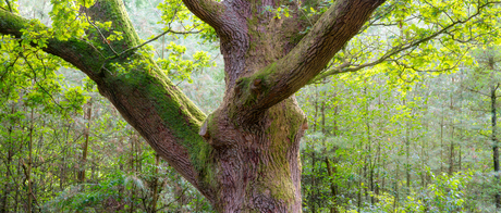 De bossen bij Amerongen