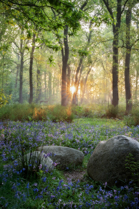 bluebells