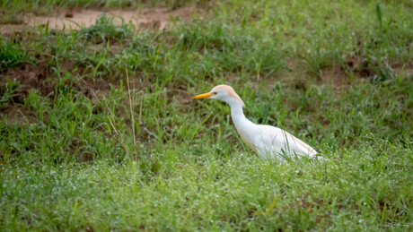 Koereiger