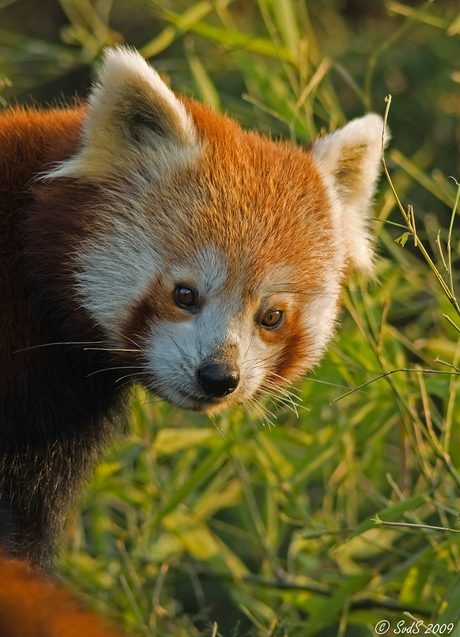 Kleine panda