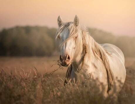 Paardjes in klein natuurgebiedje