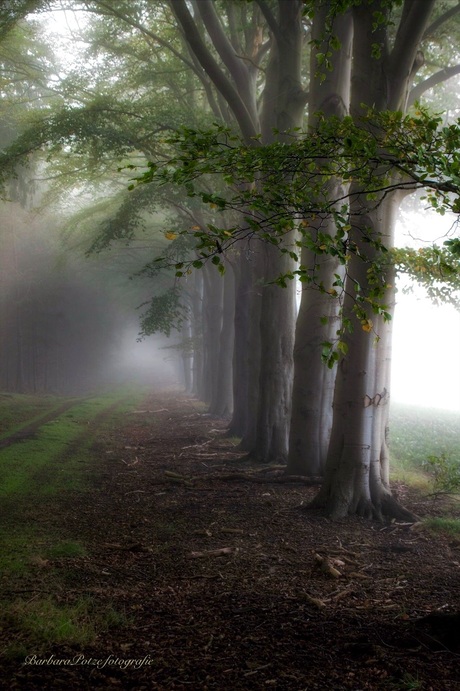 Een bos vol mist.