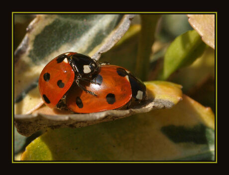 lente in de bol!