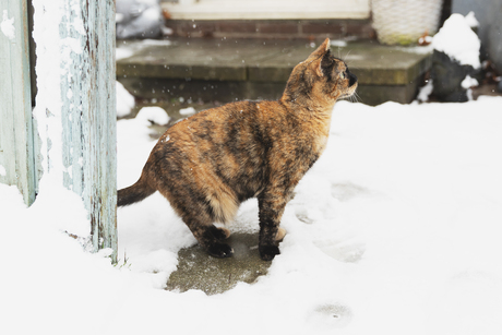 Kat in de sneeuw