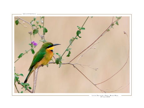 Little Bee-eater, Kenia