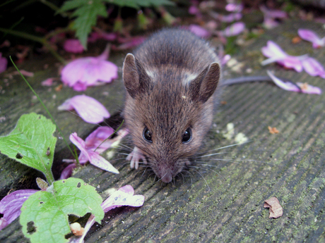 Muis in voortuin