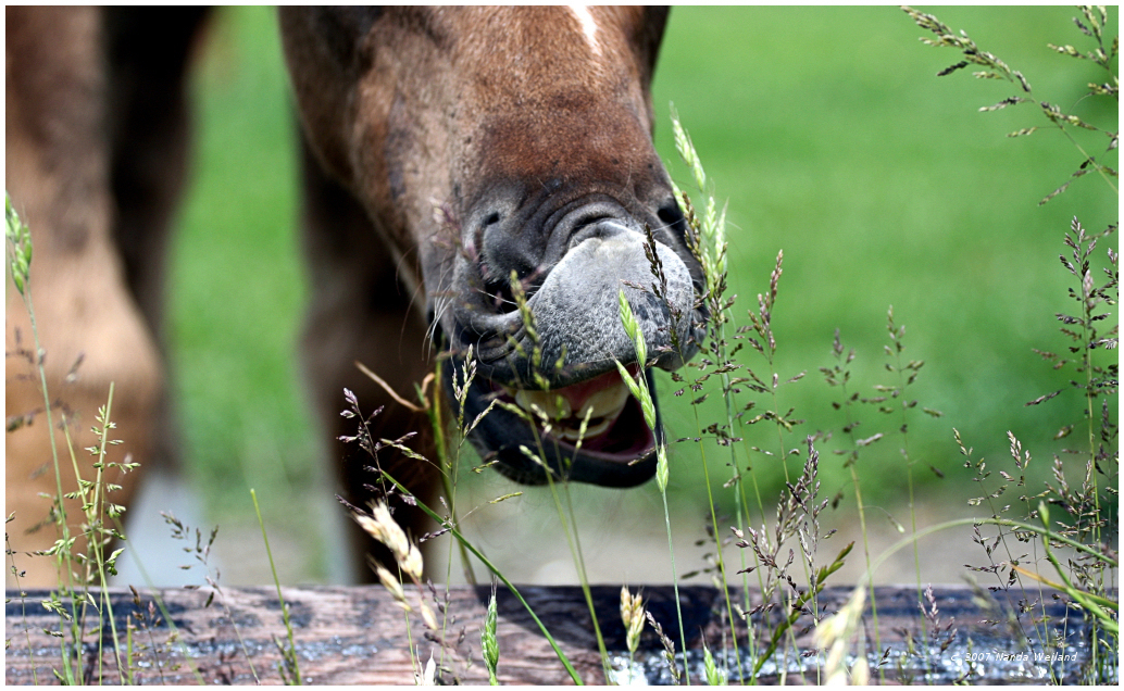 Het Gras Is Altijd Groener Aan De Overkant - Foto Van Nweiland - Dieren -  Zoom.Nl