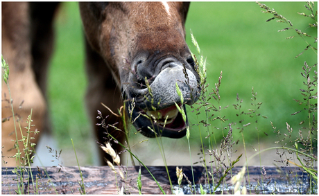 Het gras is altijd groener aan de overkant