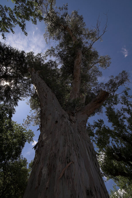 Grooooote eucalyptus