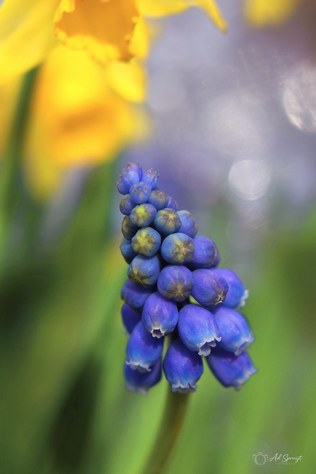 Het voorjaar ontwaakt ✨✨