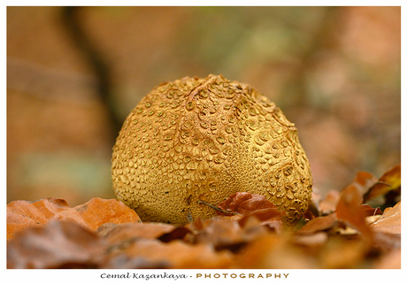 Herfst in het bos