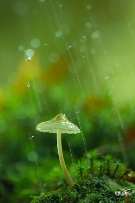 Raindrops Mushroom