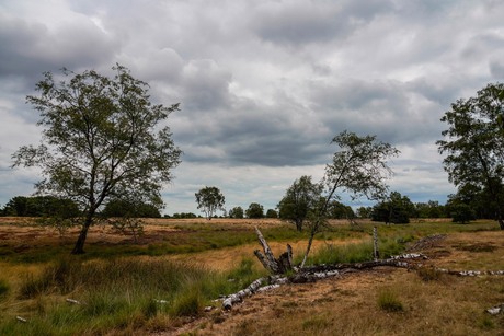 Strabrechtse heide - Heeze - Nederland