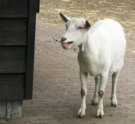 Jammer dat er geen geluid bij deze foto zit