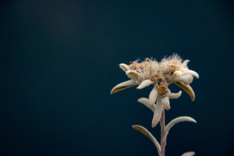 Edelweiss