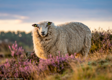 Schaap bij zonopkomst