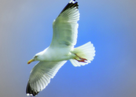 zweven op de wind