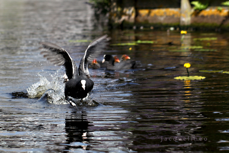 Lopen over water