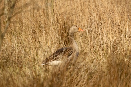 Grauwe gans