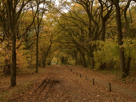 Herfstkleuren bij Alverna. 