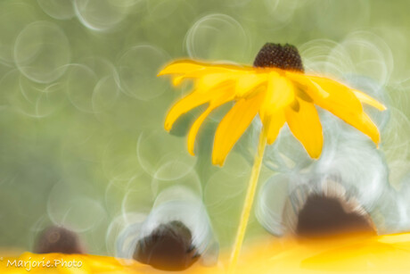 Bokeh