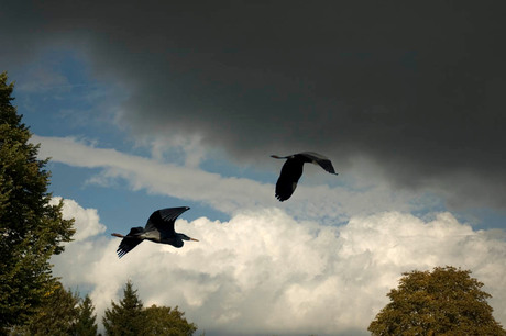 reiger(s)