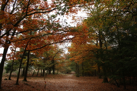 Herfstplaatje